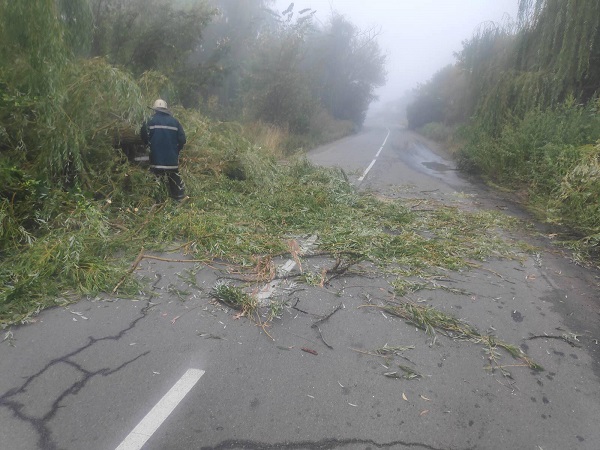 Вітер повалив дерево на одній з вулиць Вінниці (ФОТО)