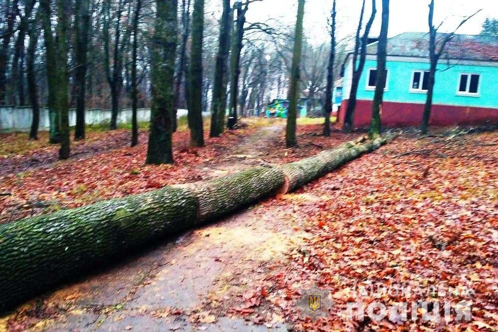 У Жмеринському районі незаконно зрізали 8 дубів