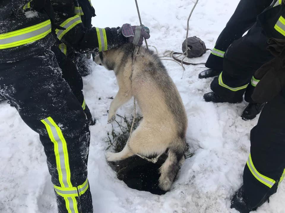 У Вінниці врятували собаку, який впав в каналізаційний колодязь